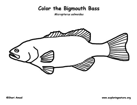 bass coloring nature