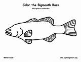 Bass Coloring Largemouth Bigmouth sketch template