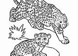 Coloring Leopard Pages Baby Seal Snow Colouring Getcolorings Getdrawings Colorin sketch template