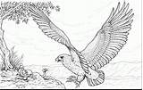 Adler Bald Ausmalbild Osprey Aquila Eagles Serpente Falco Pescatore Attacca Kleurplaten Schlange Trends Harpy Aigle Greift Coloringtop Titan Lusso Serpenti sketch template