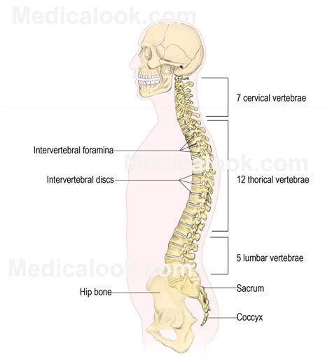 vertebral column human anatomy organs