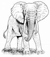 Elefante Africano Coloring Elefantes Elephants Tutoriales Tatuajes Supercoloring sketch template