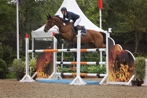 silver bronze  irish sport horses  fei world breeding jumping