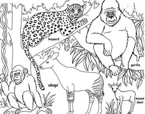 rainforest animals  printables coloring pages