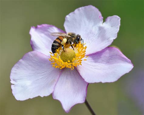 free picture pollen bee pollination nature insect