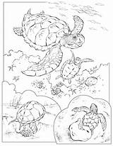 Turtle Geographic Turtles Loggerhead Enseignement Didattica Coloringhome Neocoloring Gifgratis sketch template