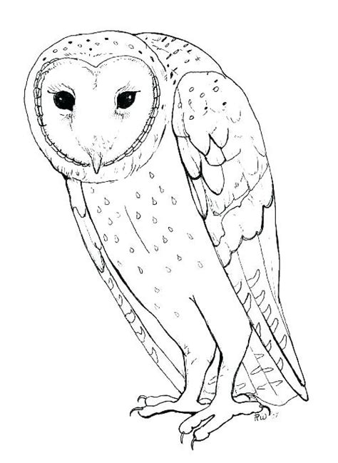 owl coloring pages   coloringfoldercom owl coloring
