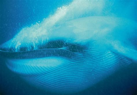 Walvissen – Hoe Kun Je Aan Het Oog Zien Hoe Oud Een Walvis Is Wibnet Nl