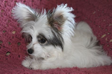 La Petite Farm in Ohio: Roxie...such a "face, and those EARS!"