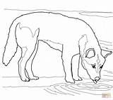 Dingo Bebiendo Drinking Perro Pintar Beve sketch template