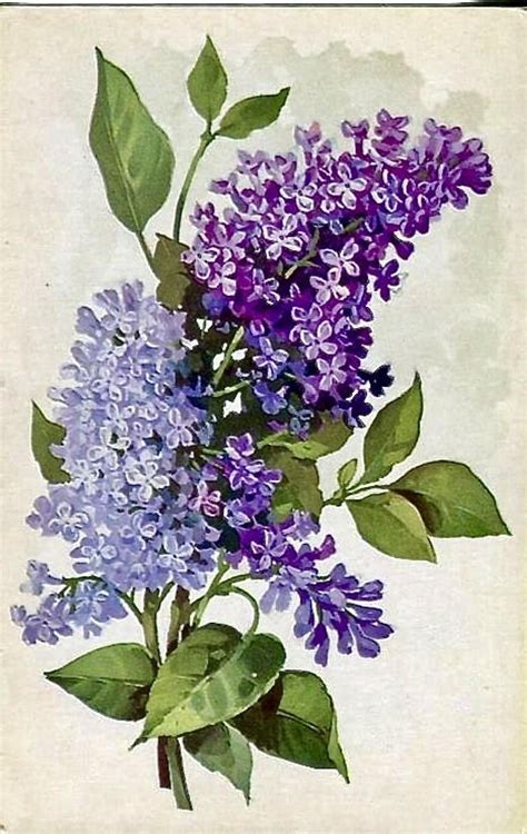 image  lilac painting watercolor flowers flower art