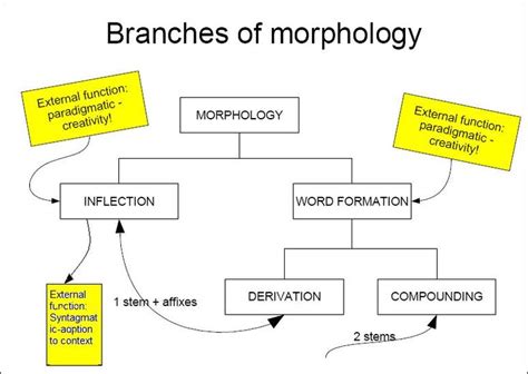 morphology chart   teachers understand   ways