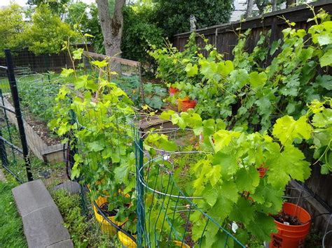 grapevine  growing   control   vineyard progress