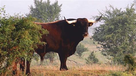 aurochs   bull pictures spanish bull livestock farming