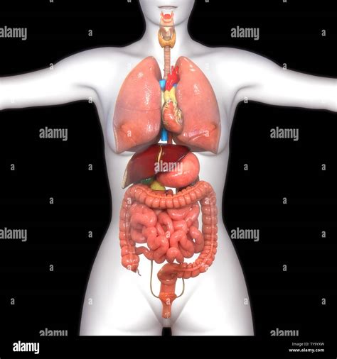 menschliche innere organe anatomie stockfotografie alamy