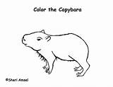 Capybara Coloring 612px 19kb sketch template