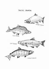 Coloring Salmon Large sketch template