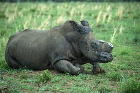 poaching  african rhinos rises  alarming rate time
