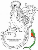 Quetzal Coloring Bird Pages Para Kids Resplendent Book Children Rainforest Adult Amazon Jan Brett Jungle Courtesy Illustrator Whole Her Has sketch template