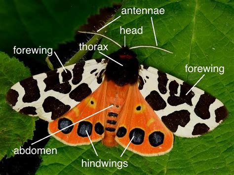 moth anatomy wildlife insight