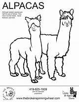 Alpaca Coloring Pages Llama Drawing Kids Printable Getcolorings Cute Print Getdrawings Template Color sketch template
