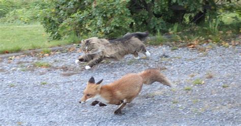 fox  chased   cat funny