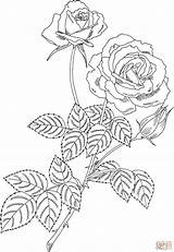 Rose Bush Coloring Drawing Tea Pages Plant Hybrid Magic Roses Rosal Printable Wilting Clipart Drawings sketch template