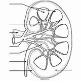Kidney Beschriften Nephron Labeling Kidneys Niere Physiology Urinary Anatomie Renal Studying Diagrams Herz Fur Biologycorner Farben Zapisano sketch template