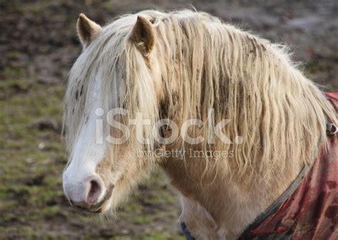 neglected horse stock photo royalty  freeimages