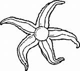 Starfish Echinoderm sketch template