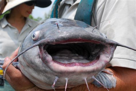 blue catfish noaa fisheries