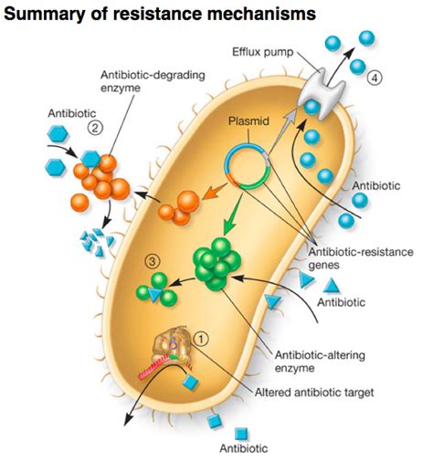 print antimicrobial compounds flashcards easy notecards