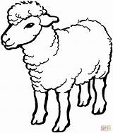 Sheep Coloring Pages Silhouettes sketch template