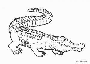 printable alligator coloring pages  kids coolbkids
