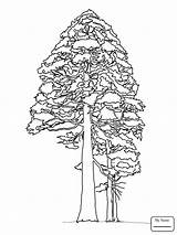 Pine Coloring Cone Pages Color Printable Happy Tree Getcolorings Trees Tre sketch template