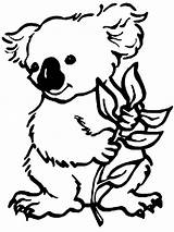 Koala Coloring Pages Cartoon Print Animated sketch template