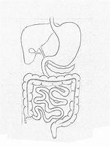 Drawing Digestive Intestine System Small Human Draw Getdrawings Step Neat sketch template