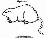 Opossum Designlooter Dnr sketch template