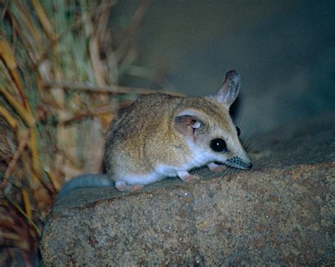 fat tailed dunnart facts diet habitat pictures  animaliabio