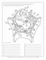 Worksheet Askabiologist Anatomy Studylib Biologist Asu Coloringhome sketch template