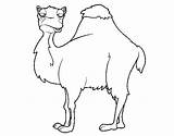 Camel Boring Coloring Coloringcrew sketch template