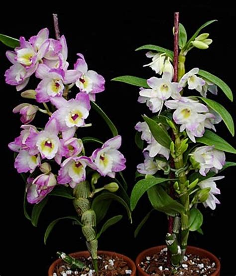 dendrobium nobile orchid hybrid orchidweb