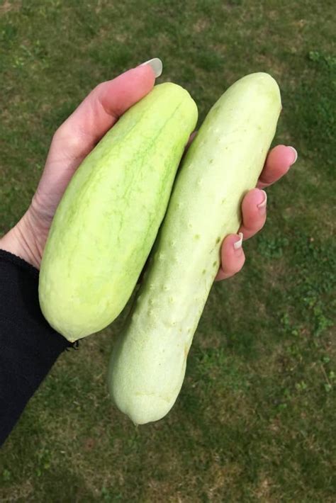 cucumbers white    safe  eat outdoor