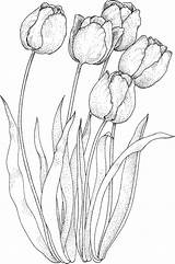 Tulip Tulips Supercoloring sketch template