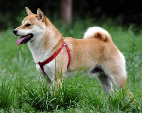 shiba inu breed information pictures
