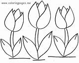 Tulip Coloring Pages Flower Tulips Drawing Outline Simple Flowers Spring Color Printable Print Big Getdrawings Crafts Colorings Getcolorings sketch template