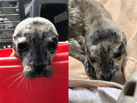 elmer abandoned seal pup headed  zoo  aquarium  recovery