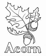 Acorn Coloring Oak Pages Drawing Leaf Leaves Pre Printable Acorns Template Alphabet Line Kids Wood Burning Sheet Clipart Thanksgiving Print sketch template