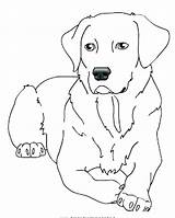 Coloring Labrador Lab Pages Puppy Retriever Yellow Dog Dogs Chocolate Drawing Printable Color Line Golden Getdrawings Da Disegni Colorare Getcolorings sketch template