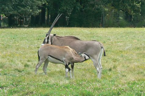 reserve de la haute touche beisa oryxes zoochat
